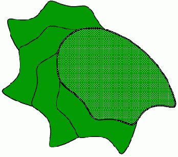 WEB 
