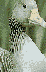 Web-
